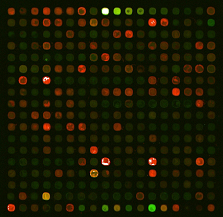 Microarray image