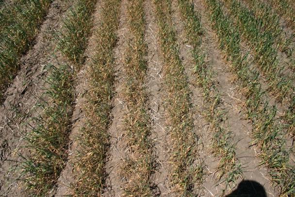 Drought image 1