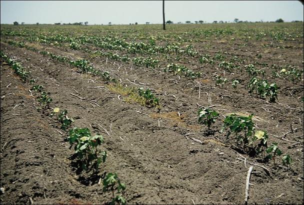Drought image 2